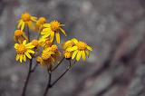 Yellow Wildflowers_01685